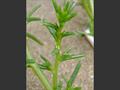 Salsola Kali